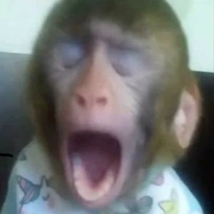 Meet your Posher, Posh